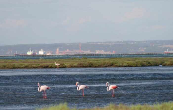 Flamingo