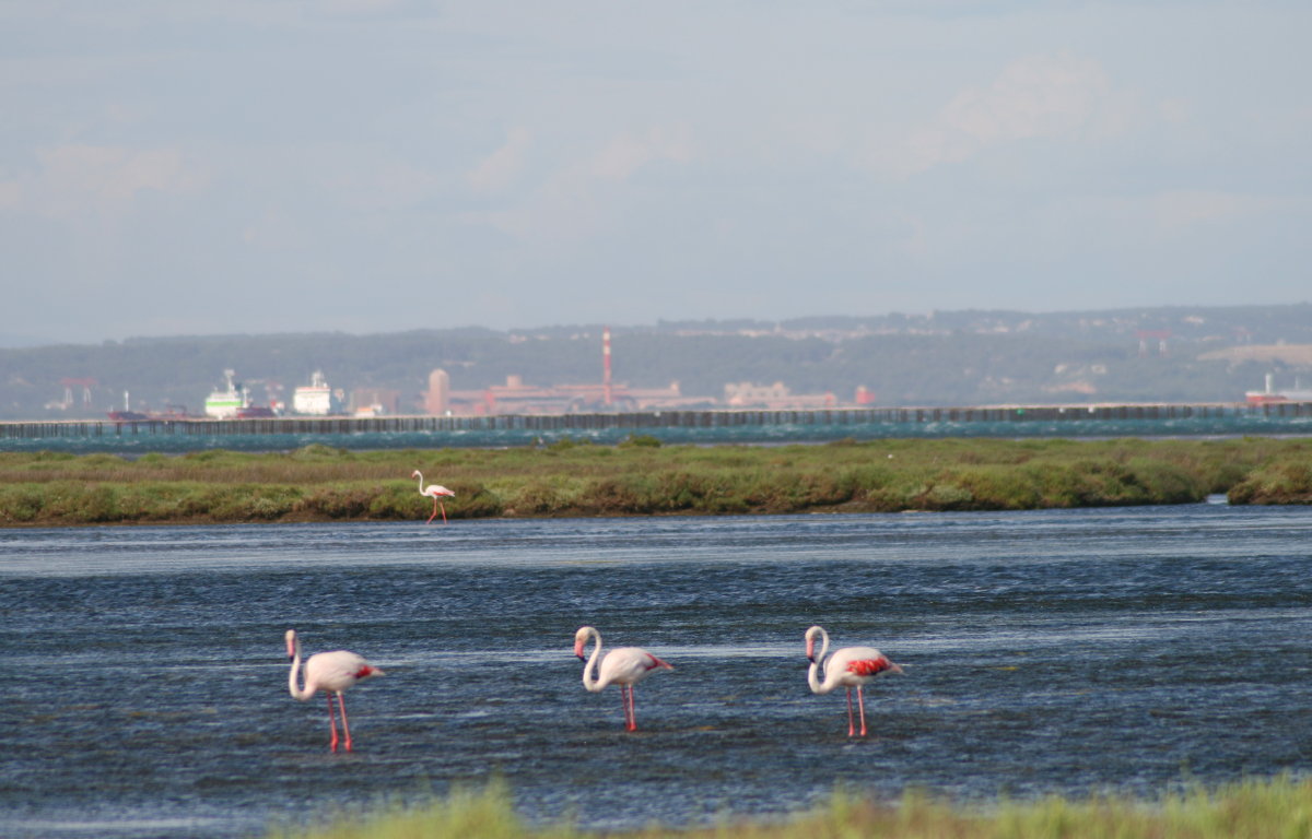 Flamingo Flamingo