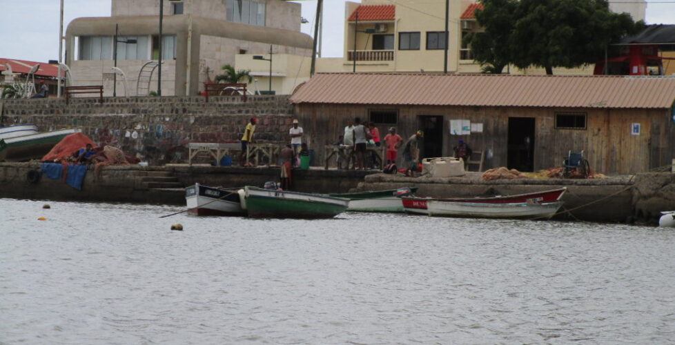 palmeira