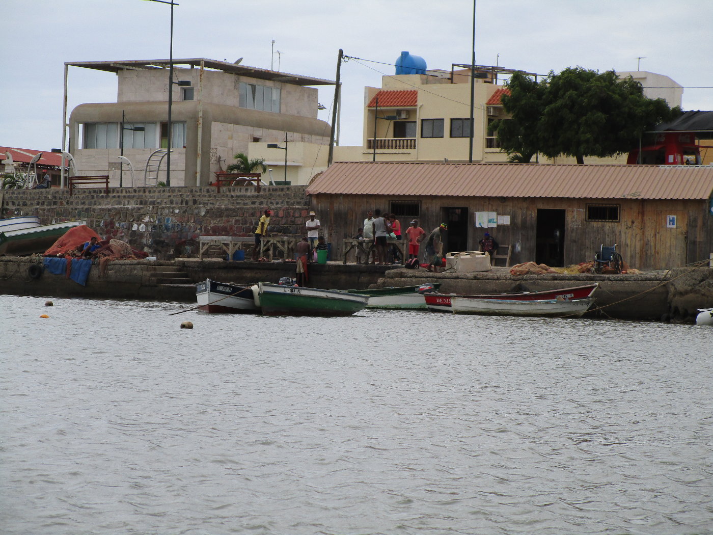palmeira
