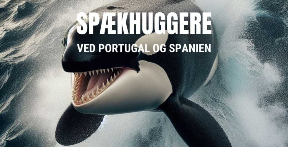 Spaekhuggere-spanien