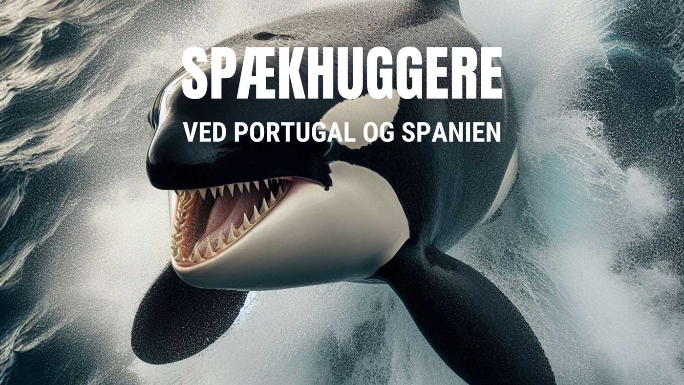 Spaekhuggere-spanien