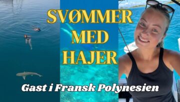 SVØMMER MED HAJER