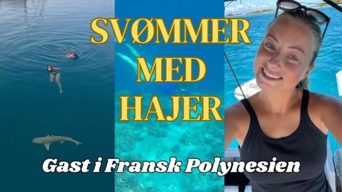 SVØMMER MED HAJER